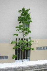シンボルツリー 植栽/ハナミズキ落葉樹