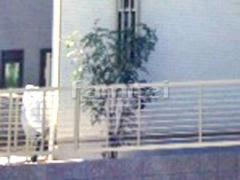 シンボルツリー シマトネリコ 常緑樹 植栽
